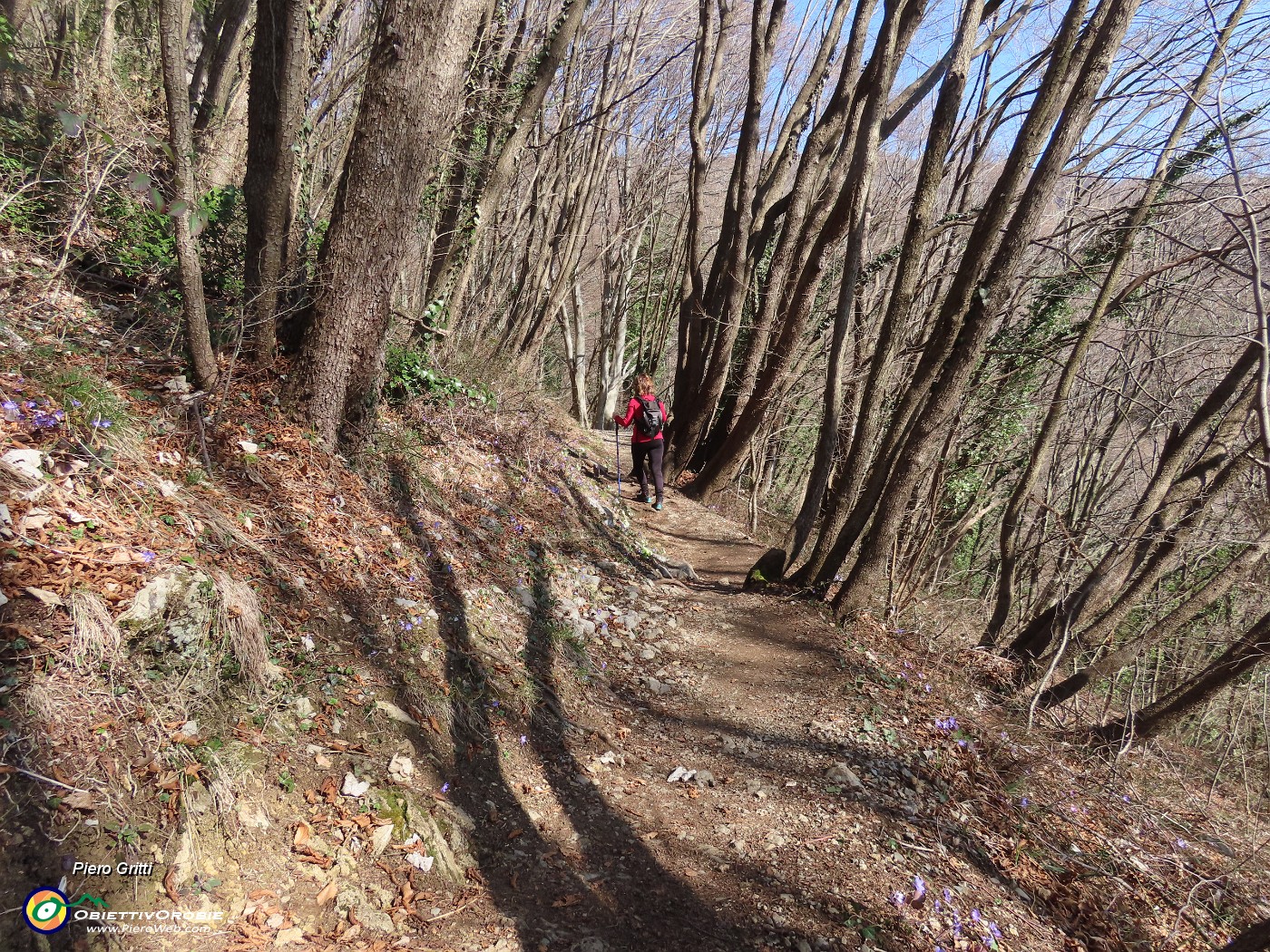 15 Il sentiero corre nel bosco di bei carpini neri.JPG
